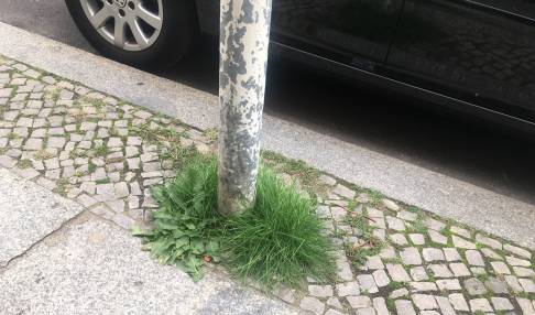 thumb for The Role of Urban Nature in the Development of Berlin